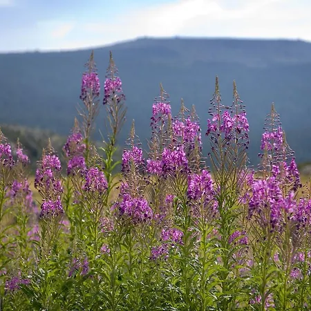 Le Gevaudan * Fontans